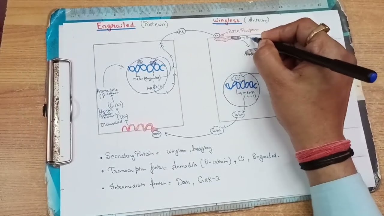 Axis formation in Drosophila ||  Segment polarity Signaling or engrailed-wingless gene interactions