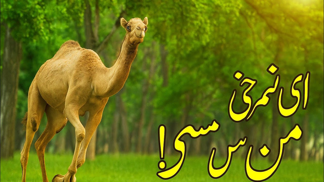 Camel Walking Freely in Her Happy Mood , #camellife 