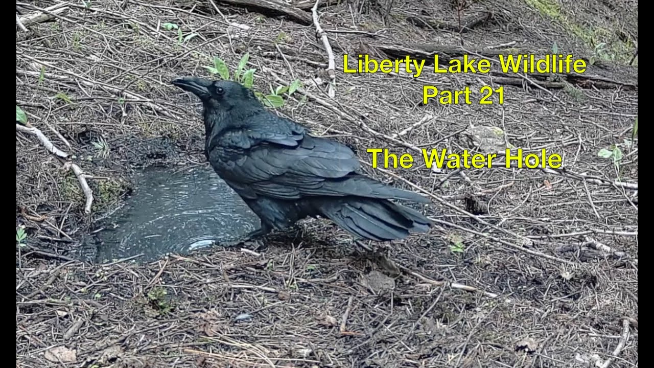 Liberty Lake Wildlife Part 21:  THE WATER HOLE