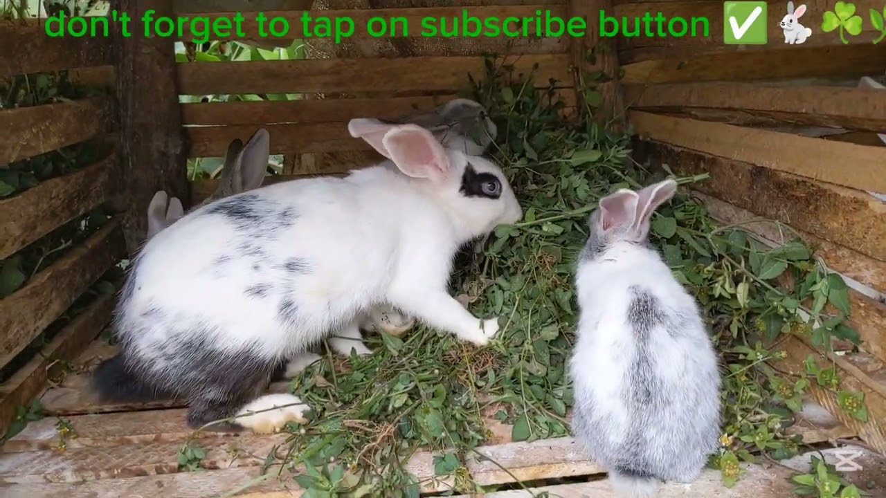 ☘️🌿🐇🐇🐇karibuni hapa Ujue yakwamba mambo ya sungura kwa Leo hii ikonamunagani