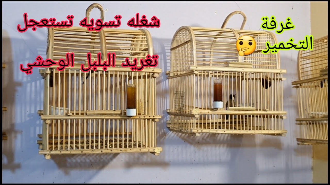 شلون تخلي البلبل الوحشي يغرد أسرع ؟ والمكان ألاحسن حتى تحافظ عليه