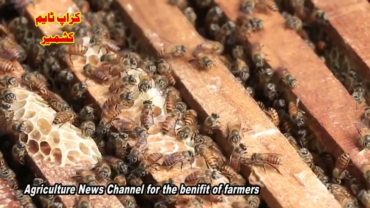 Due to the heat wave, advisory for bee keepers(Croptime Kashmir)