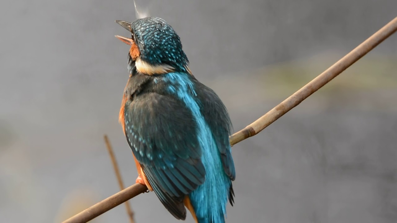ijsvogel  te sandebuur groningen