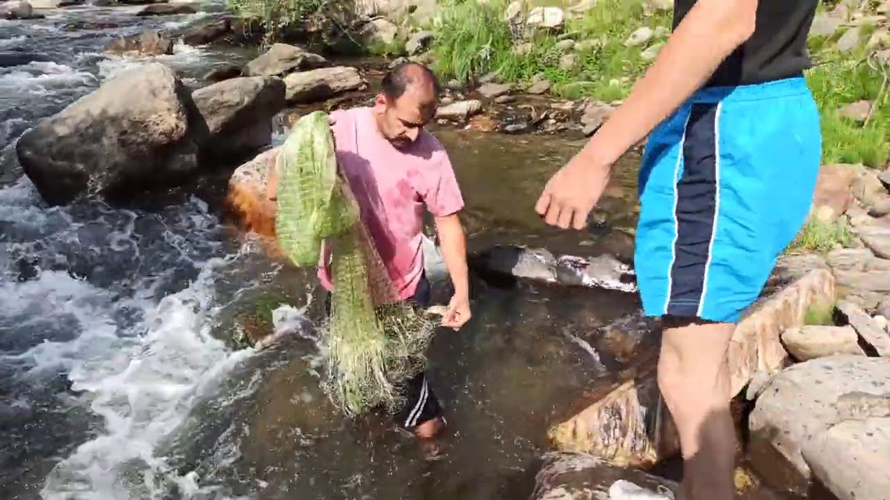 VAN GEWAŞTAN BALIK AVI