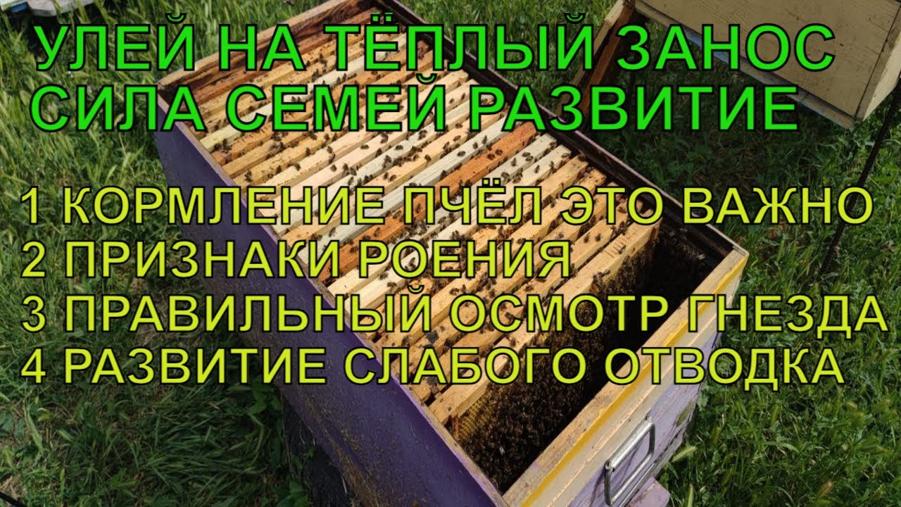 КОРМЛЕНИЕ ПЧЁЛ ЭТО ВАЖНО ПРИЗНАКИ РОЕНИЯ СИЛА СЕМЕЙ НА ТЁПЛЫЙ ЗАНОС ПРАВИЛЬНОСТЬ ОСМОТРА ГНЕЗДА ✅☝️🐝