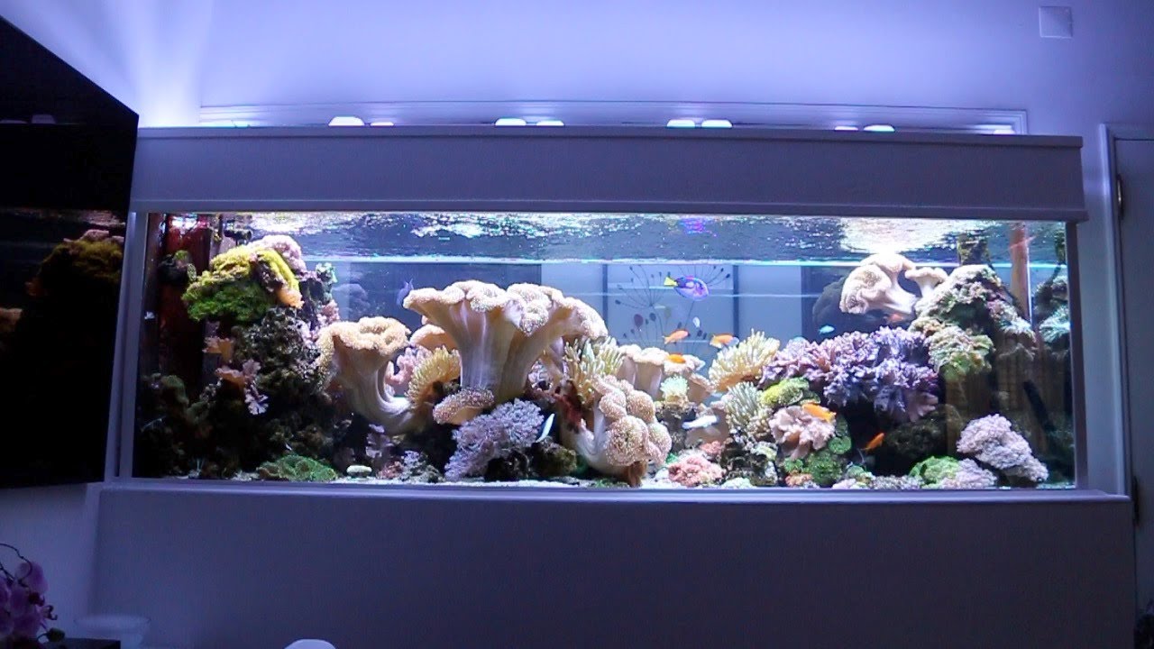Beautiful Reef Tank from Rui Almeirin Portugal E.U - ENGLISH