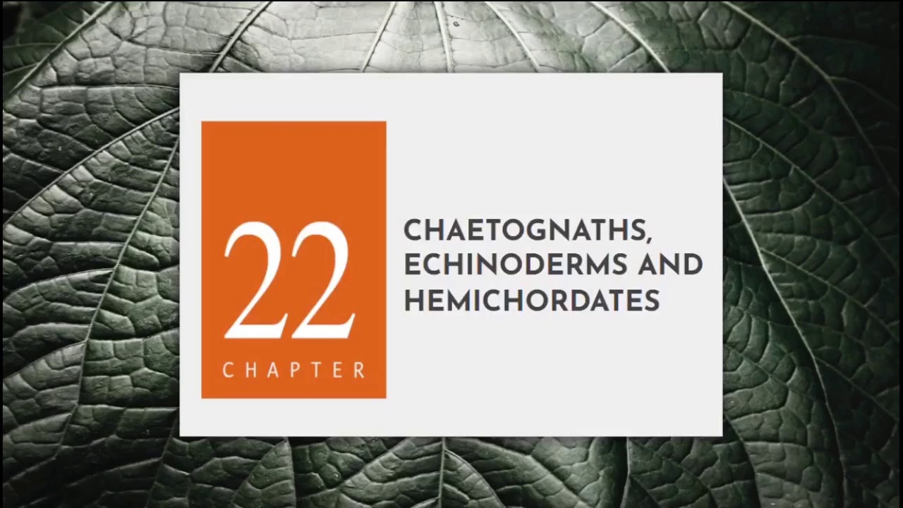 BIO102 - Chaetognaths, Echinoderms and Hemichordates | Group 5 (BS BIO Block YD-2)