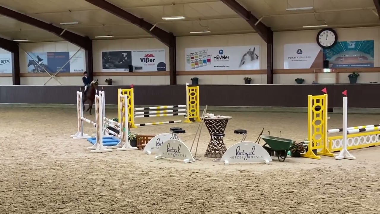 Chacfly ps (chacco blue) x Zambesi (heartbreaker) x Burggraaf 4 years old approved stallion