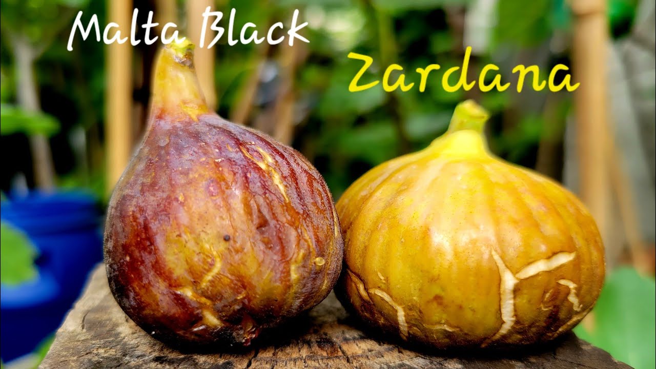 Zardana FDM and Malta Black August 10, 2023 #