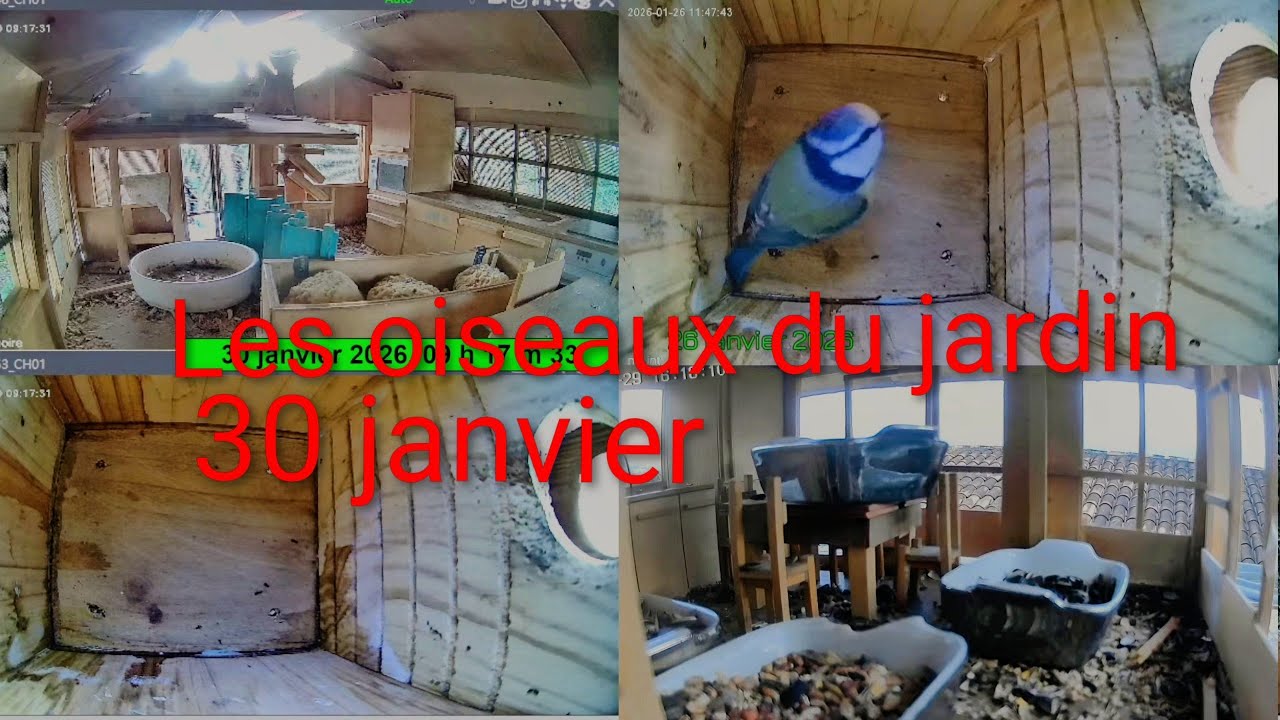 Les oiseaux du jardin 🐦🌳 29 janvier 2026 #Oiseaux #Jardin #Nature #birds #animals