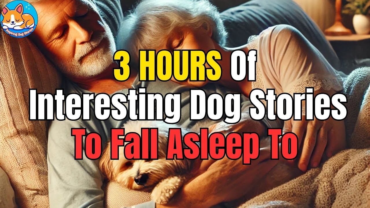 Inspiring Dog Stories of Faithful Canines to Soothe You into Sweet Dreams 🐕