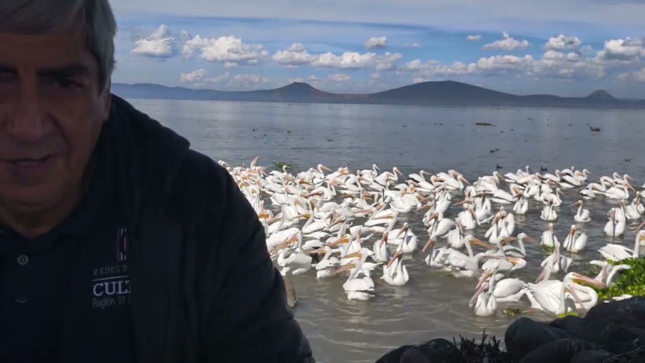 Estás aves empezaron a llegar al Lago de Chapala desde hace unos 60 años @cotidiano399 
