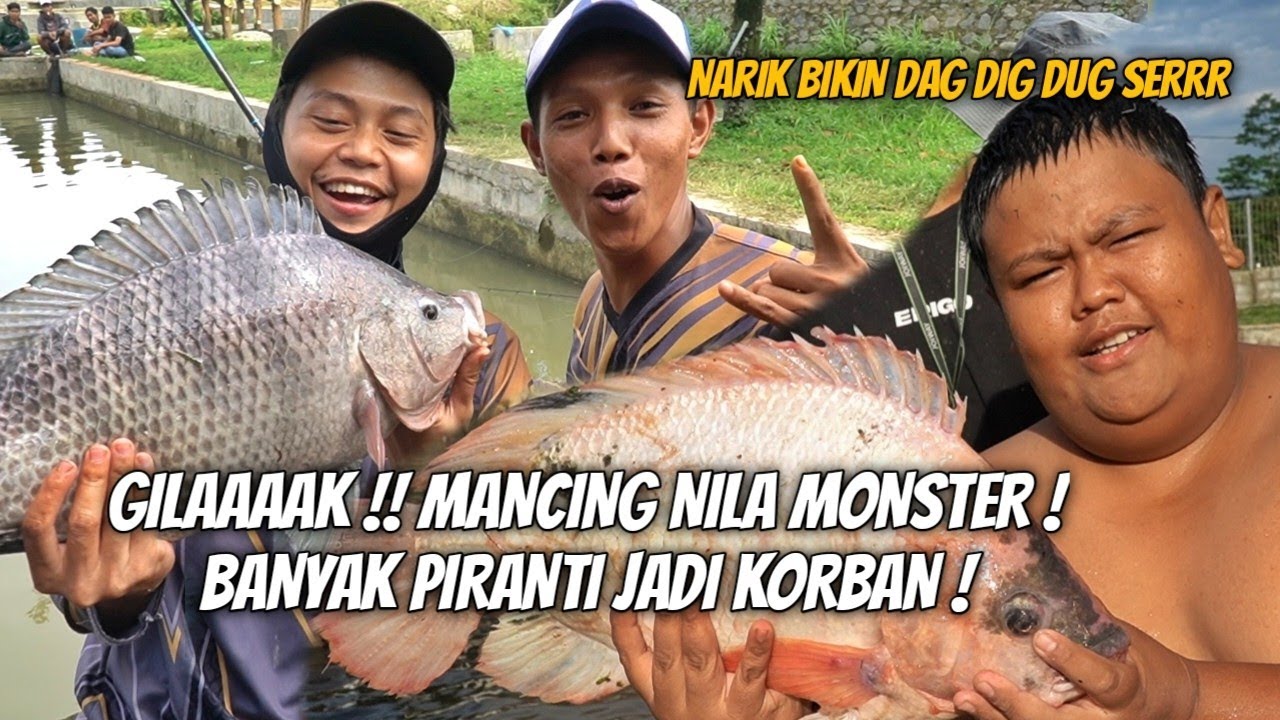 WOW UEDAAAAN !! MANCING NILA MONESTER 3KG UP + GURAME !! SEREM BANGET BROO !!