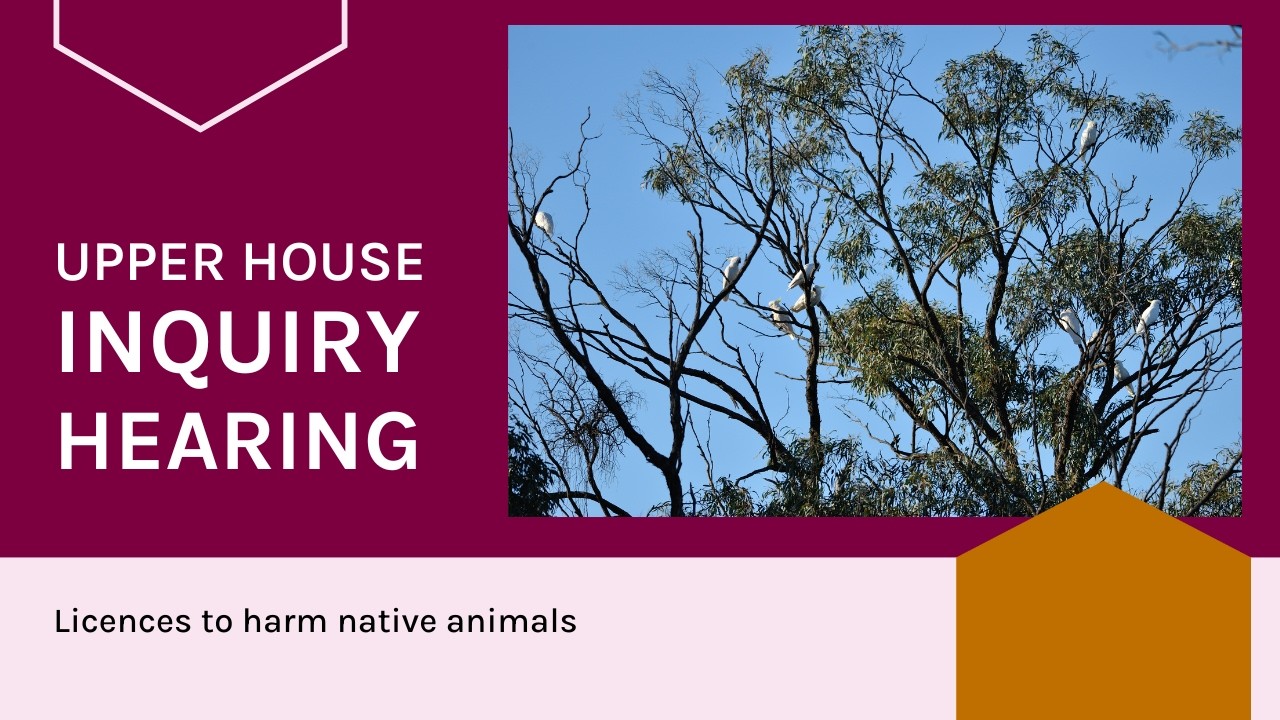 Licences to harm native animals - 9 February 2026