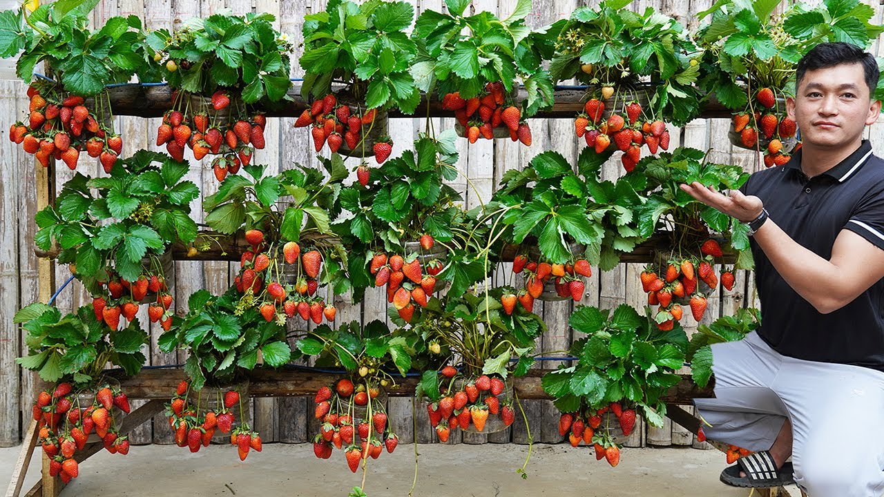 Growing Strawberries Without A Garden Is Easy And 3 Times More Productive