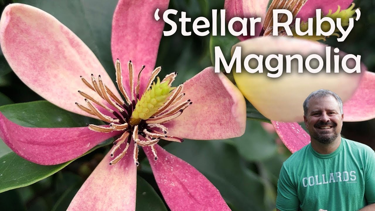 ‘Stellar Ruby’ Magnolia