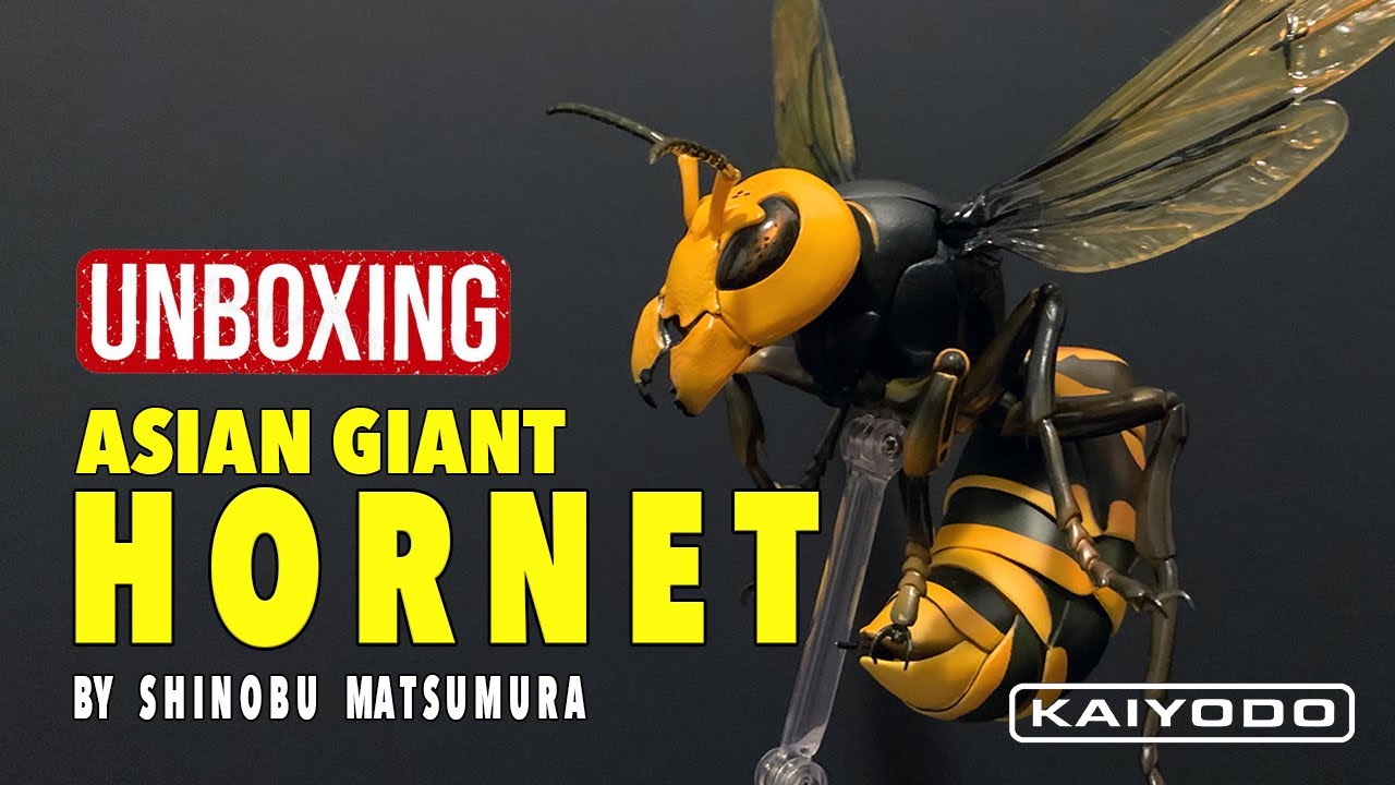 Asian Giant Hornet Review ( Revoltech REVOGEO Kaiyodo )