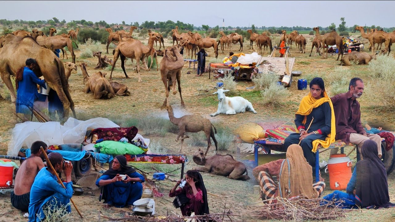 People living in desert and their morning routine | Camel herders desert life style | stunning Rohi