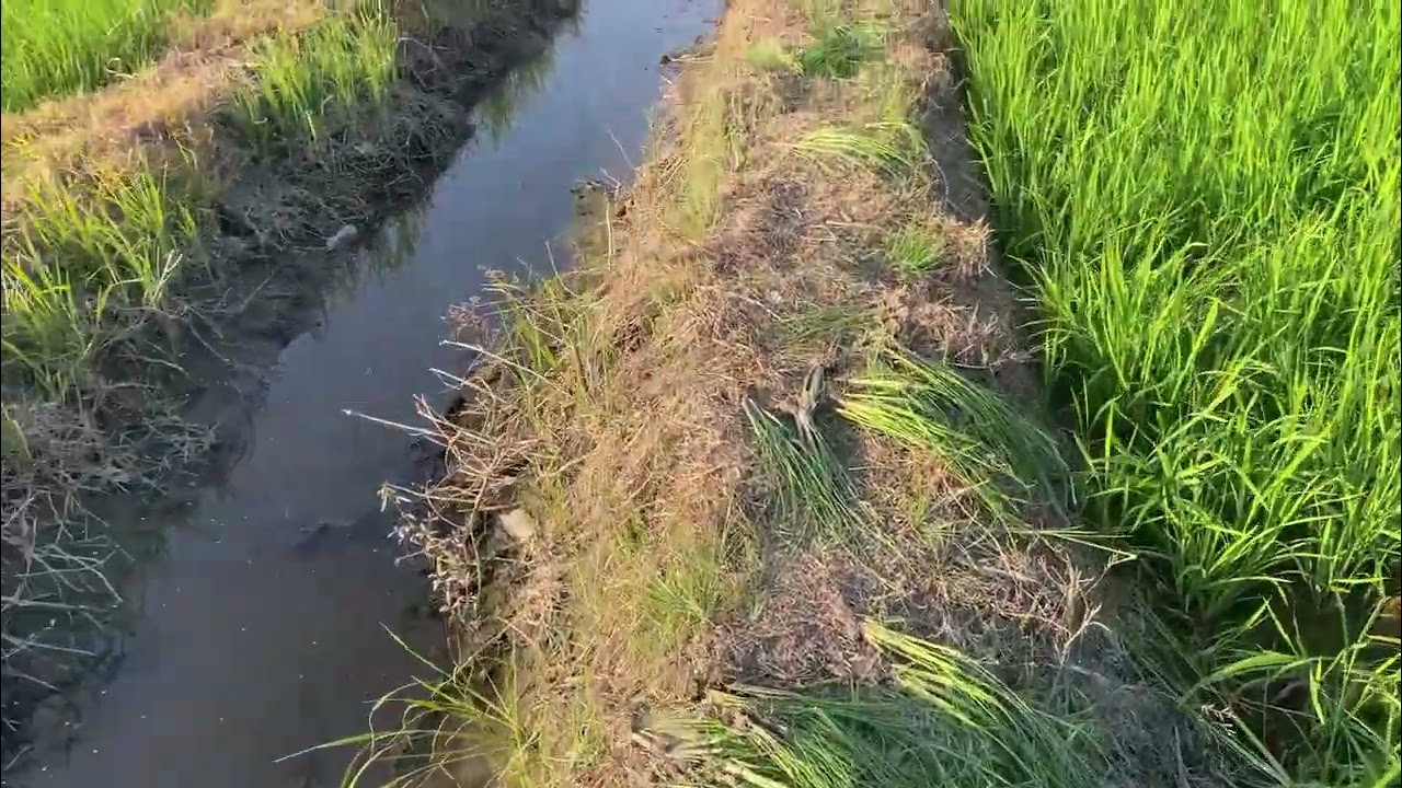 ĐỒNG QUÊ KIÊN BÌNH - KHUNG CẢNH RUỘNG ĐỒNG BÌNH YÊN - P6