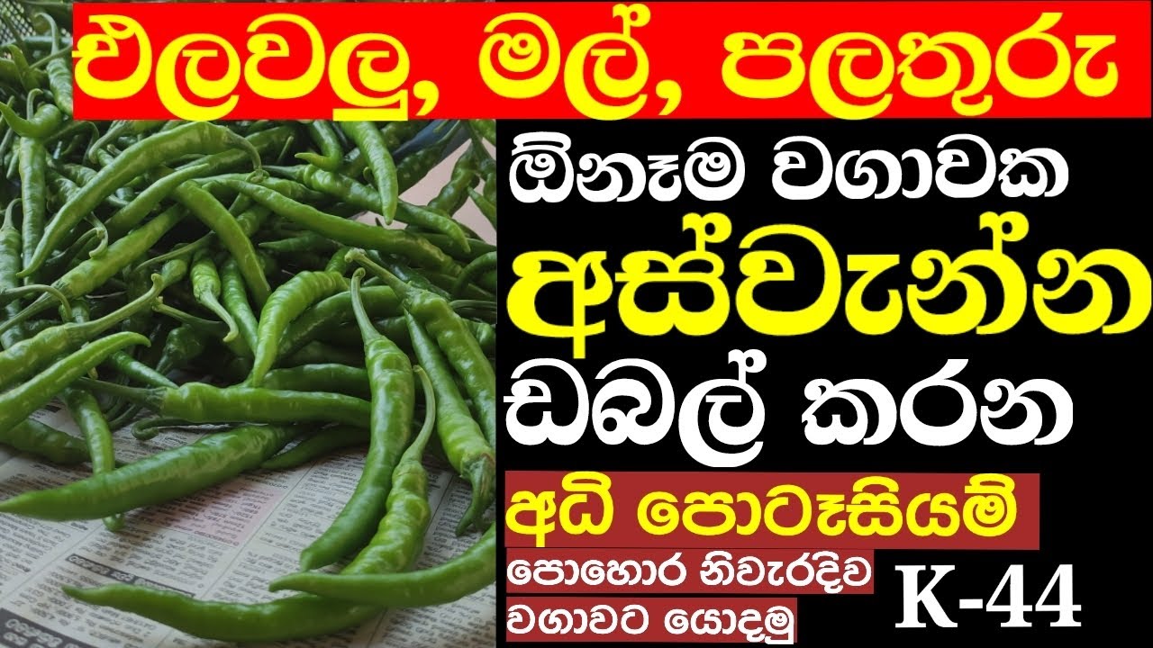 වගාවෙ මල් හැලෙනවද? ඵලදාව අඩුද 🤔? 👉💯 | අධි පොටැසියම් දියර පොහොර | K 44 | potassium liquid fertilizer