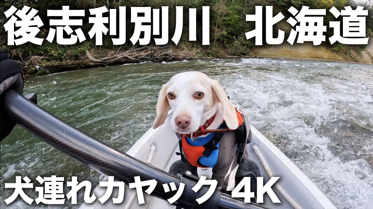 2023/10/12 後志利別川下り犬連れカヤック 4K動画 Down the Shiribeshi Toshibetsu River in Hokkaido