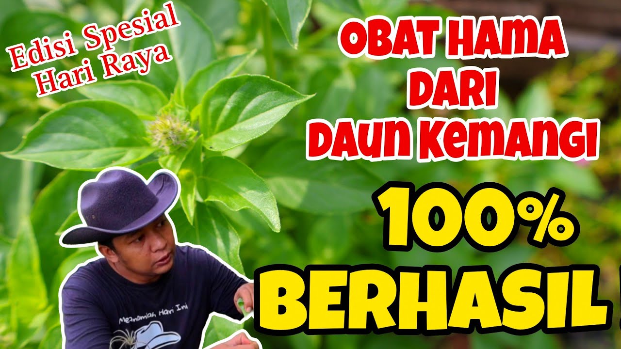 Semudah ini.!! Jauhkan Hama dari Tanaman