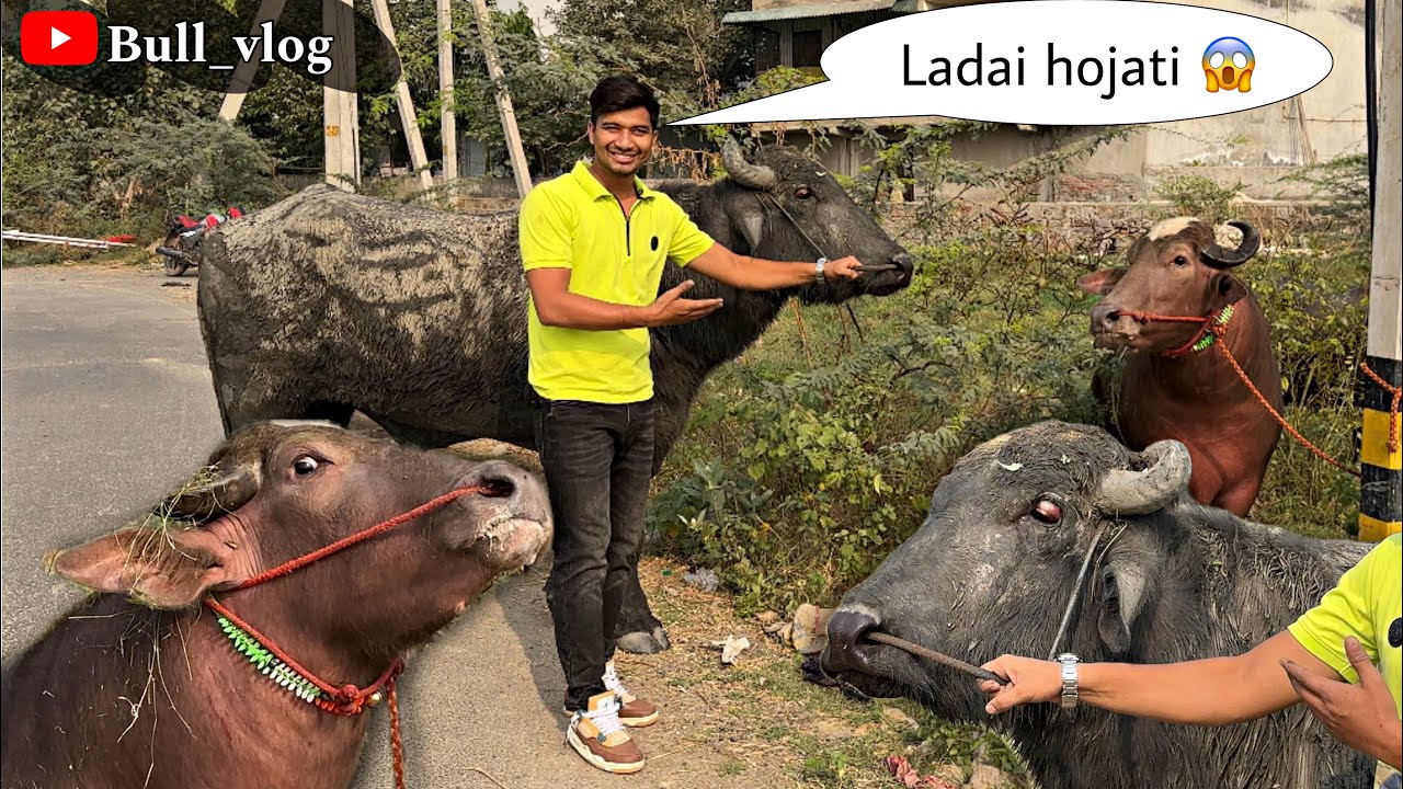 Ladai ho jati dono ki aaj #reaction #vlog #vlogs #viralvideo