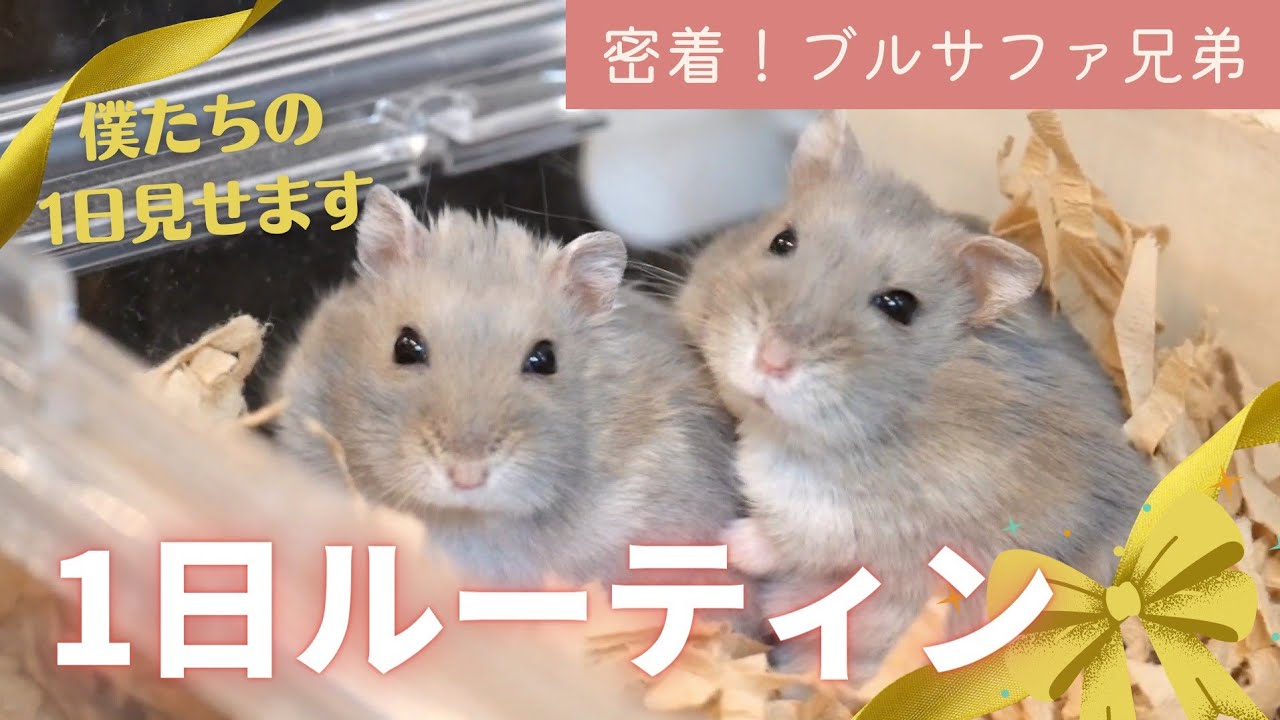 【密着！ブルサファ兄弟】シンクロ仲良し兄弟の1日ルーティン～ジャンガリアンハムスター