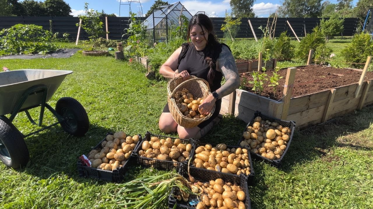 Digging for Gold! Harvest potatoes with me (crazy harvest!) 🥔