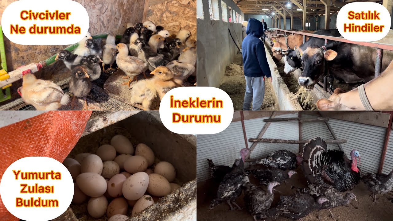 YUMURTA ZULASI BULDUM / İNEKLERİN DURUMU / CİVCİVLER NE DURUMDA / MİSAFİRLER VAR