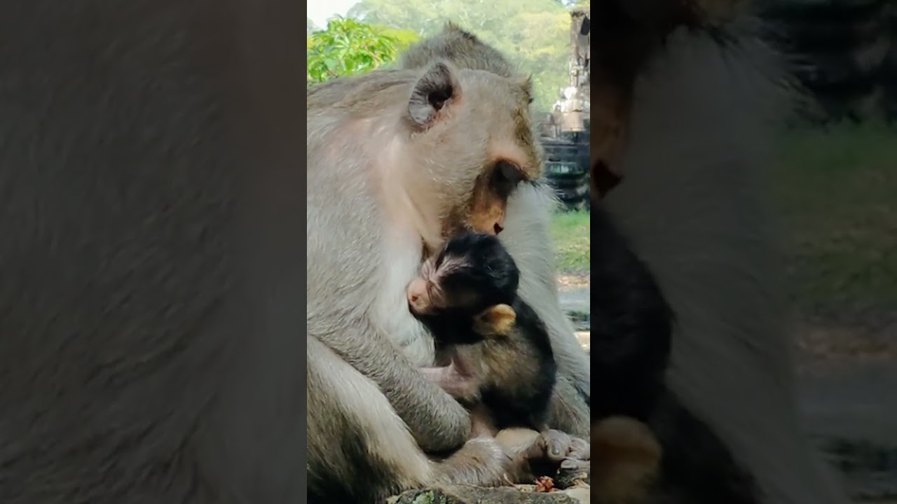 Adorable Baby Monkey Aria.