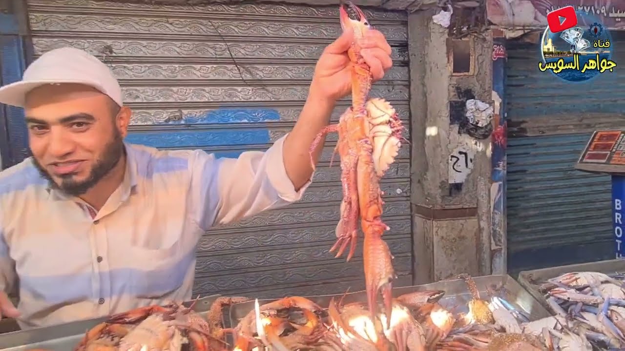 أمبراطور الكابوريا و طريقة أكل وتقشير الكابوريا الحجاري والبلدي.والفرق بين الكابوريا الدكر  والنتي.