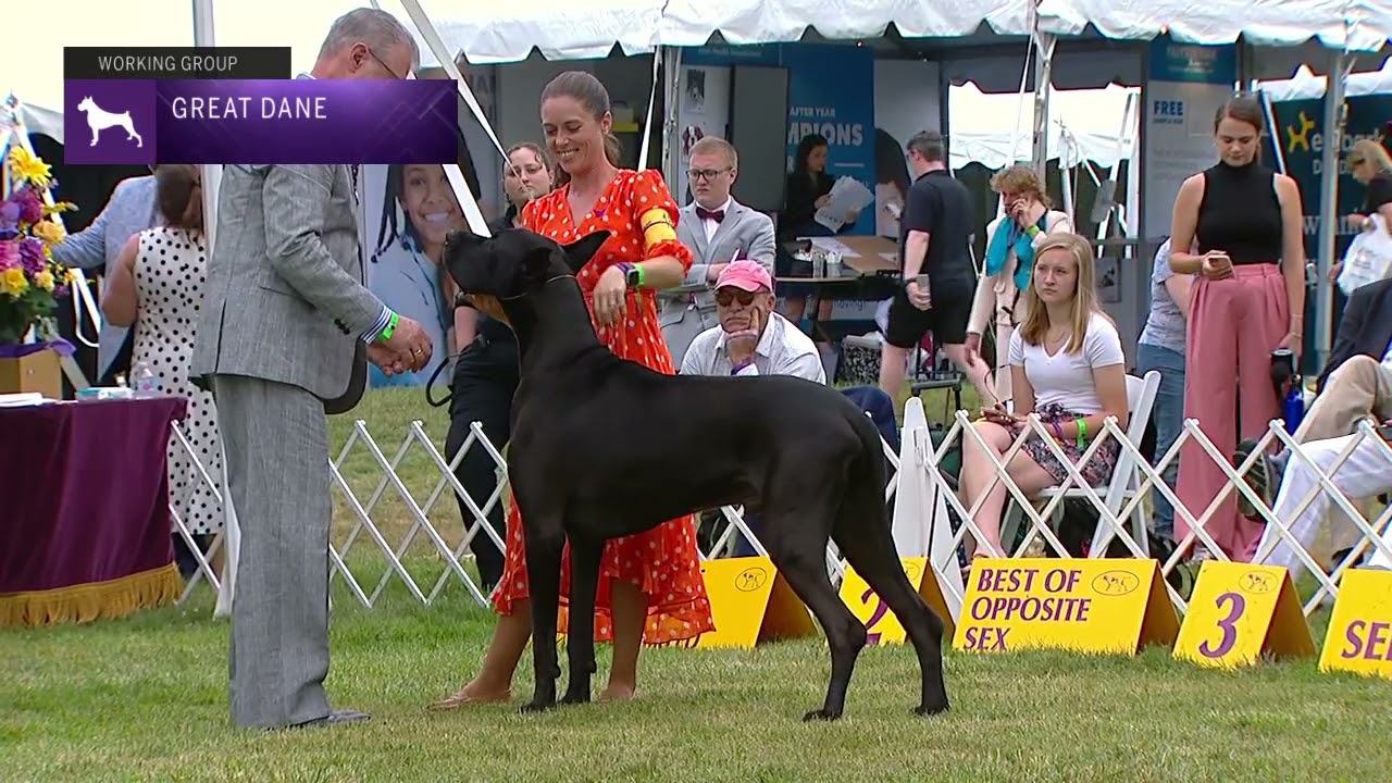 Great Danes | Breed Judging 2021