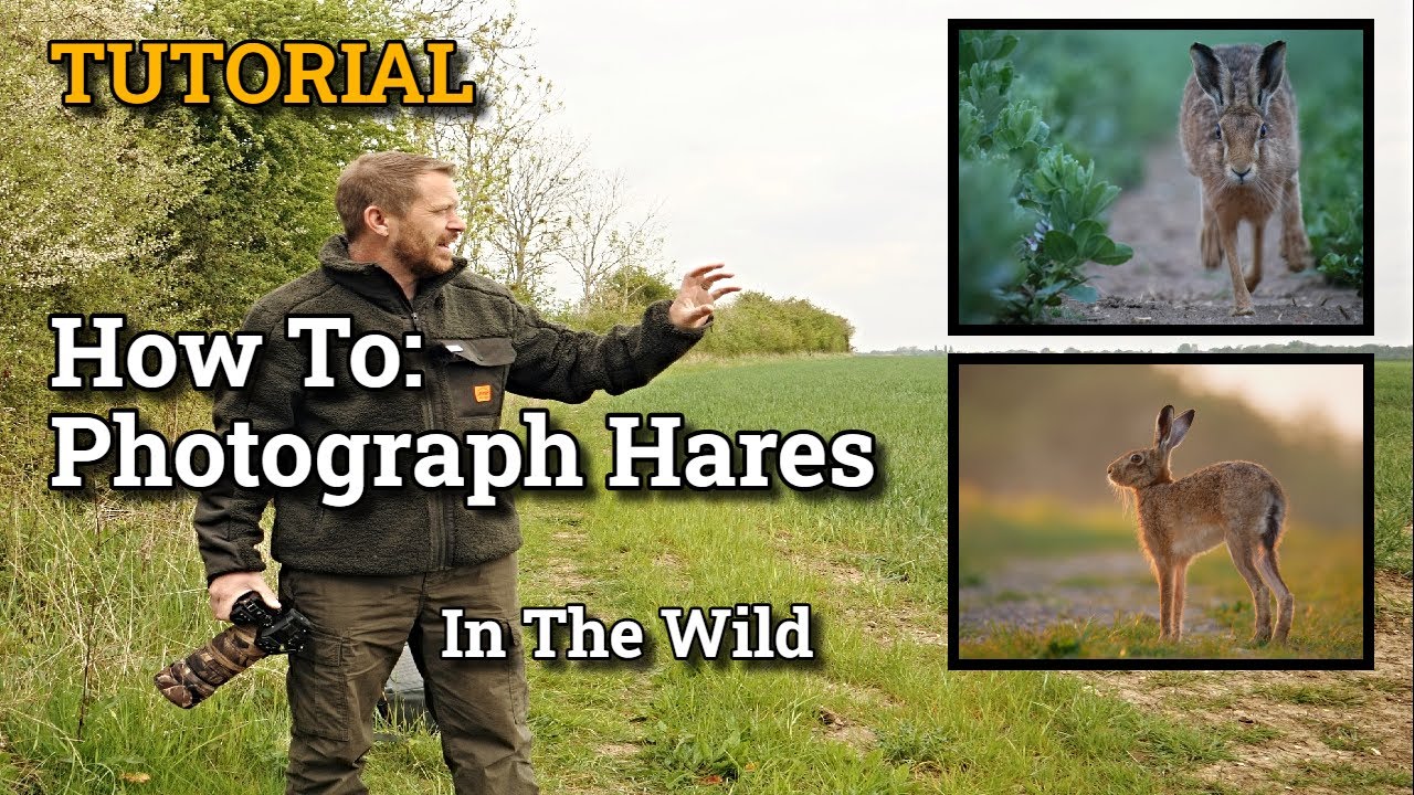 Tutorial: How To Photograph Brown Hares In The Wild TIPS & TRICKS