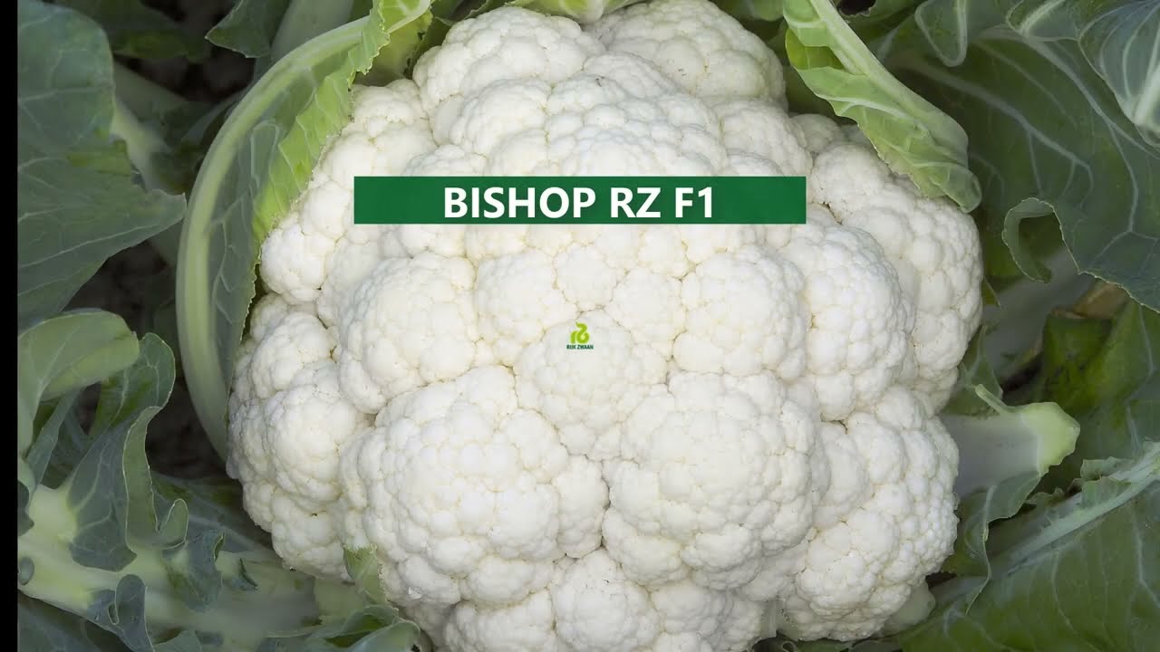 Bishop RZ_ A perfect temperate cauliflower