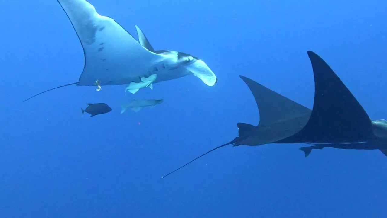 Beneath the Blue: A Story from the Revillagigedo Archipelago