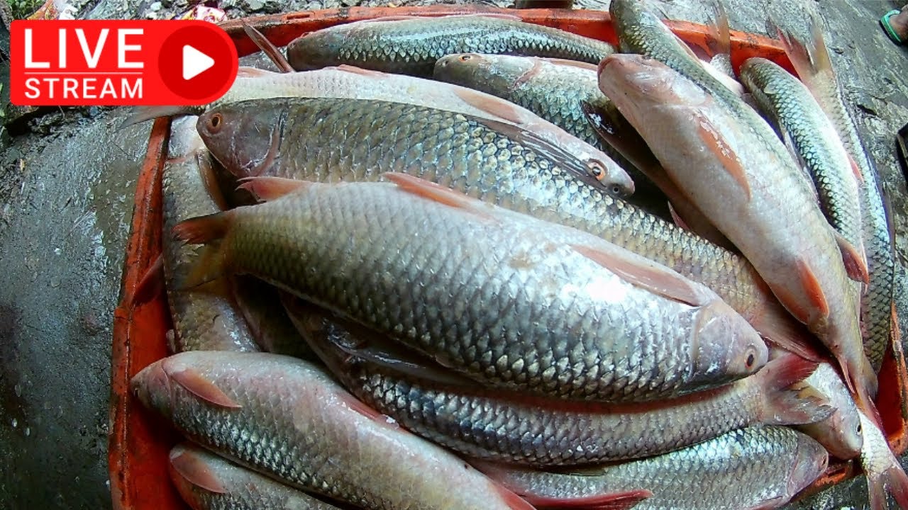 How To Amazing Best Endless Live Mrigal Fish Cleaning and Cutting