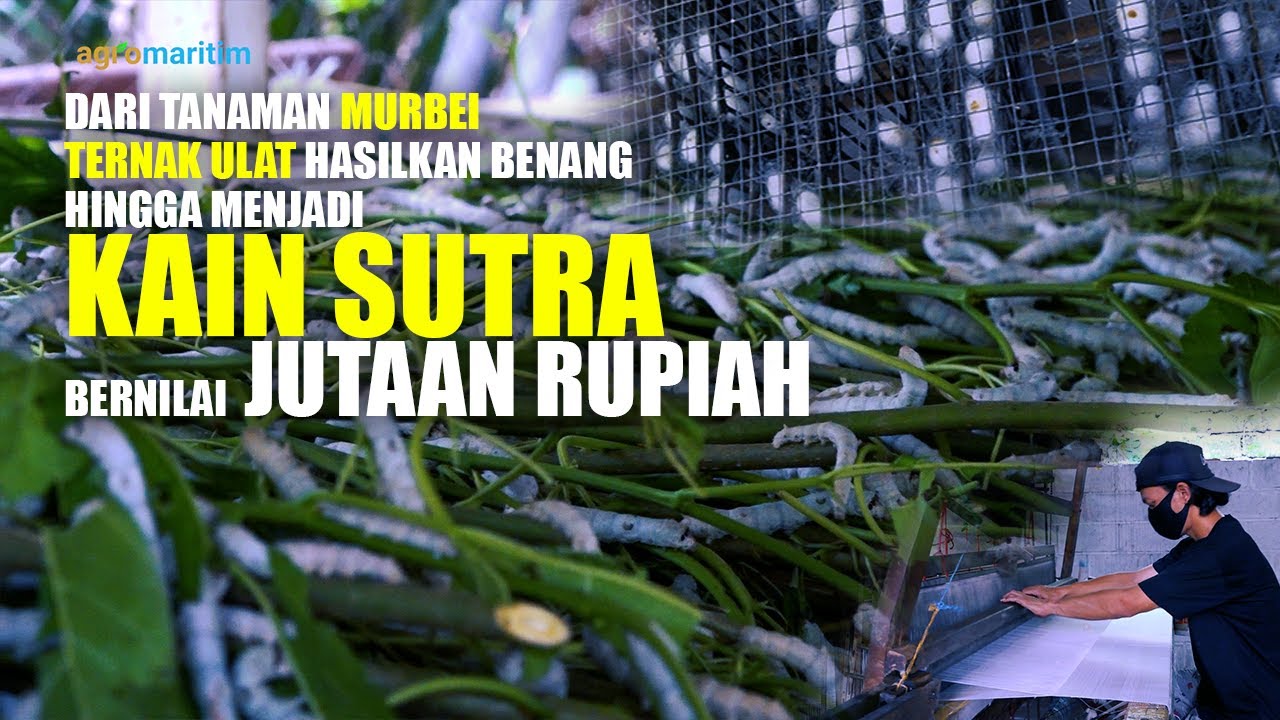 Budidaya Ulat Sutra, Proses Menghasilkan Benang hingga Jadi Kain Sutra