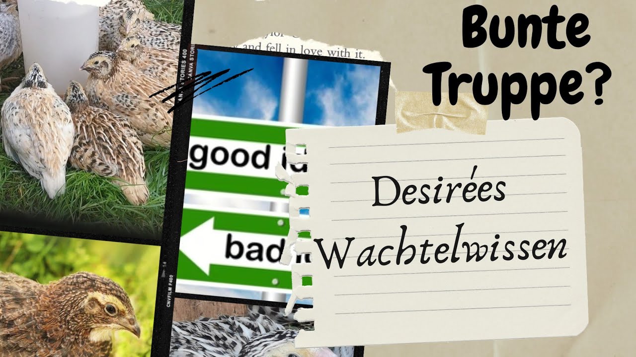 Legewachteln in verschiedenen Farben vergesellschaften? Gedanken zur 