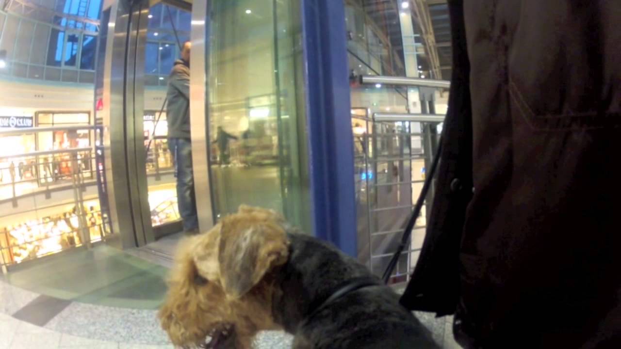 Mit Blindenführhund Jenny in der Stadt