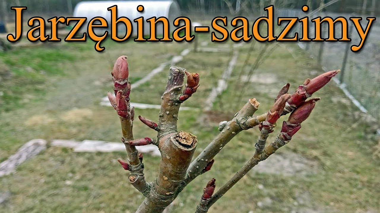 Jarzębina - sadzimy jarząb małych odmian
