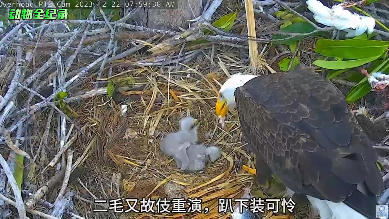 安息吧，可爱的精灵！谨以此片，纪念已逝去的幼雕“大毛”
