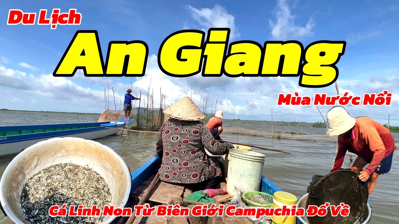 Du Lịch An Giang Mùa Nước Nổi 2024 | Trải Nghiệm Đi Vỏ Lãi Xem Bà Con Vùng Biên Giới Kéo Cá Linh Non