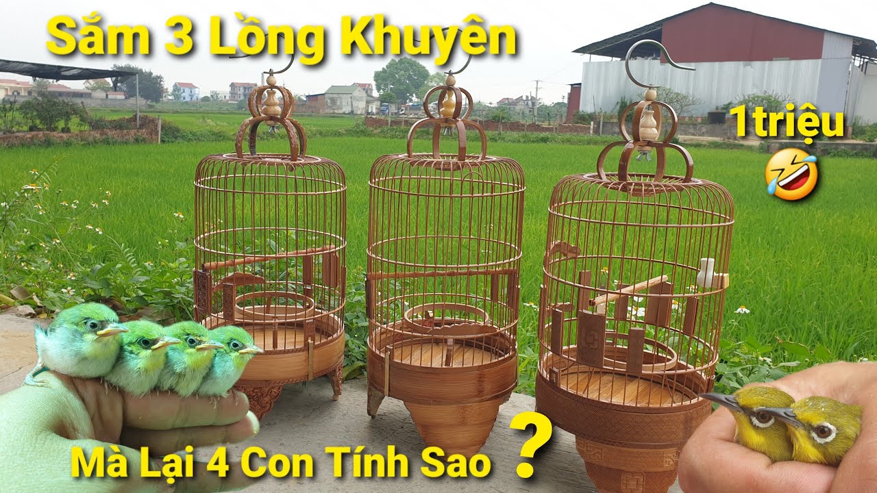 3 Chiếc Lồng Cho 4 Chiến Binh Chim Khuyên Ai Ở Ai Đừng??.Long Đen