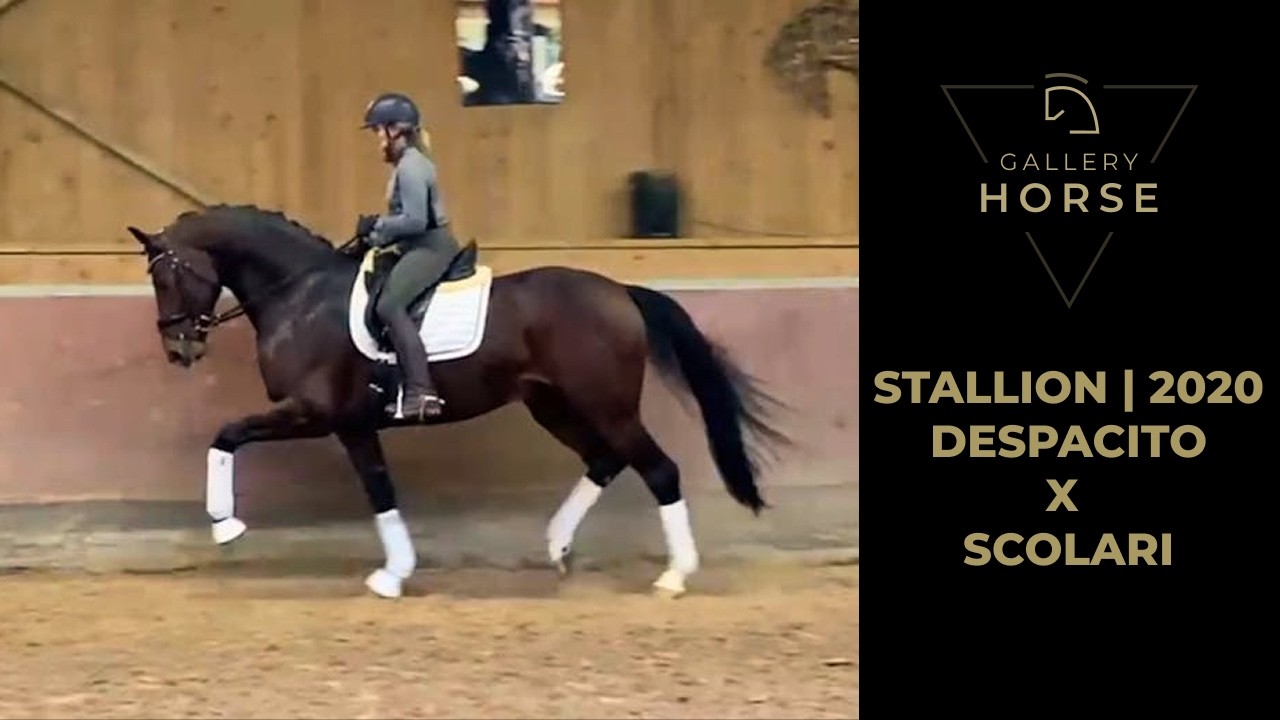 NEW DRESSAGE HORSE - HANNOVERANER - STALLION - 2020 - GHS2382