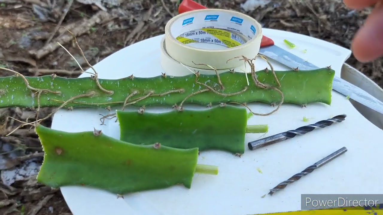 Enxertia em Pitaya- Troca de copa ( passo a passo).