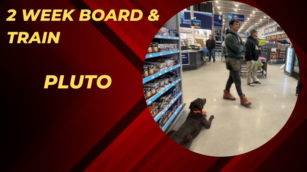Pluto | Labradoodle | 2 week Board & Train | Greenville SC