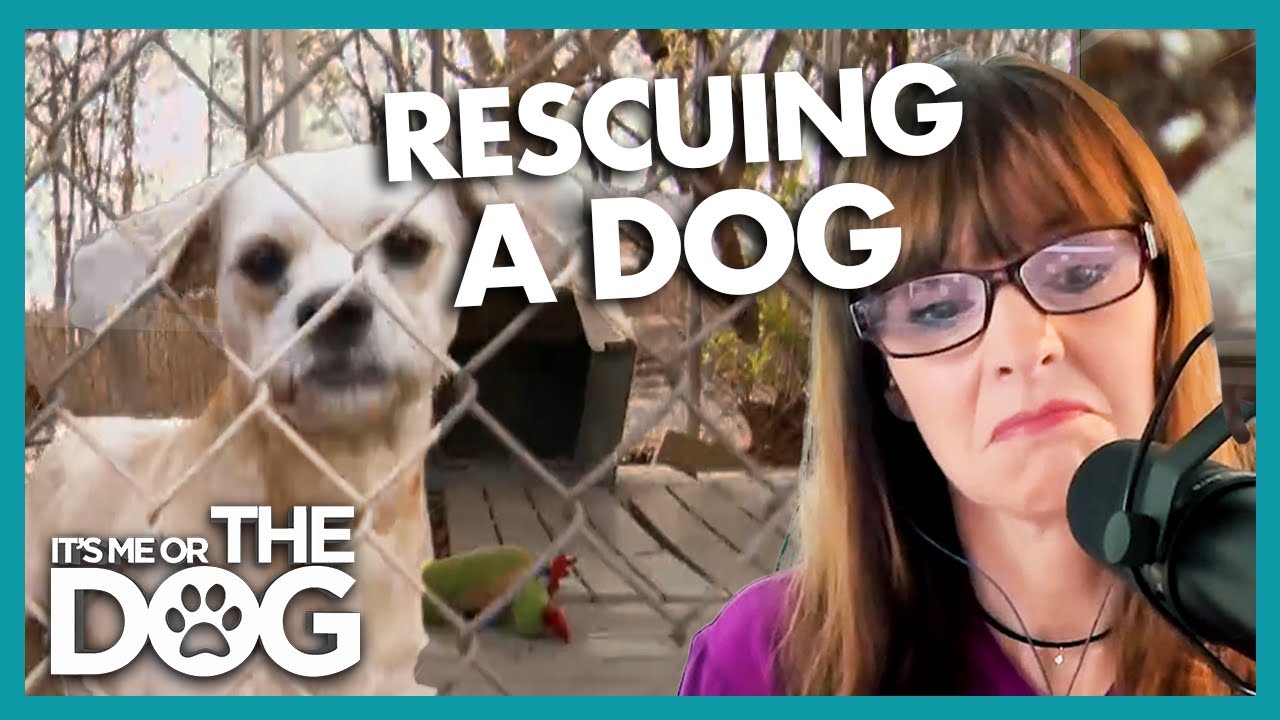 Как пристроить собак из приюта к себе домой | Подкаст Positively Dog Training