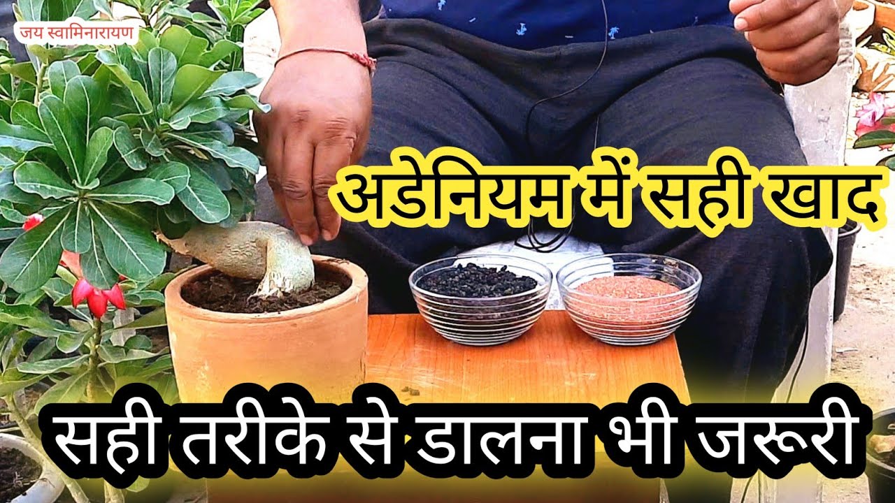 It's Important To Know Right Mode Of Application Of Fertilizer In Adenium | खाद देने का सही तरीका