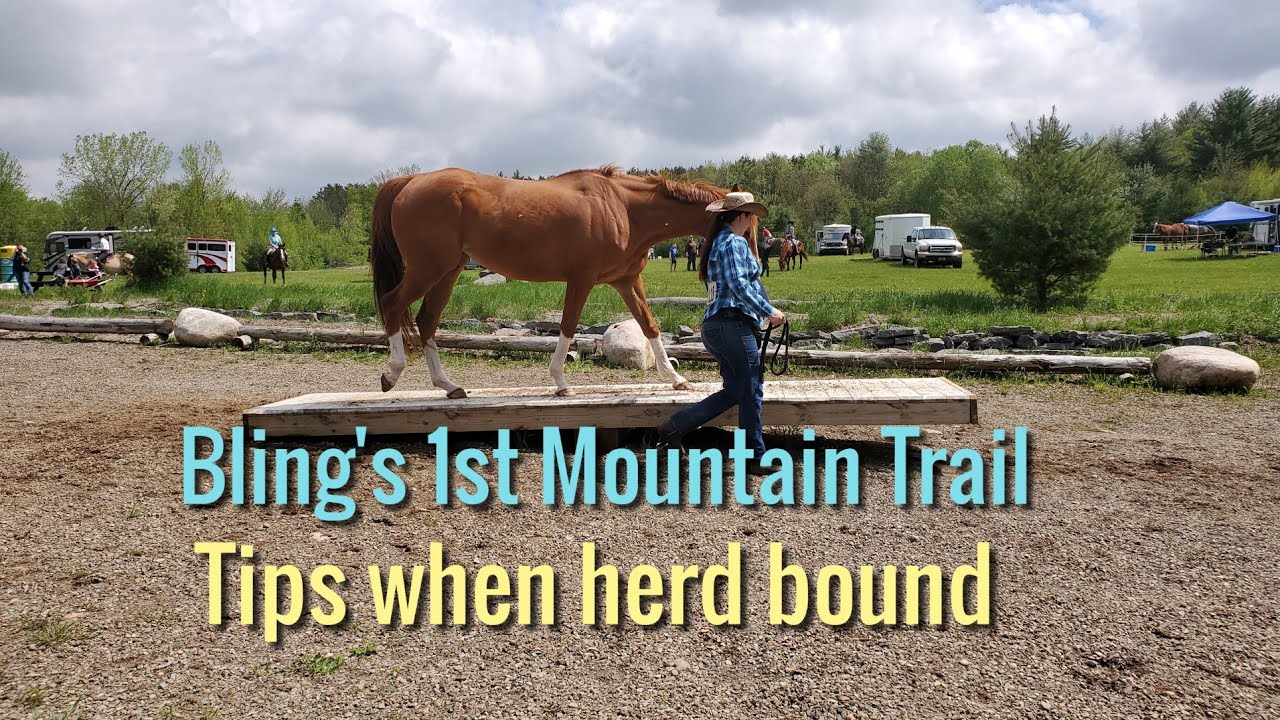 Blings first Mountain trail show and we overcame herd bound behavior